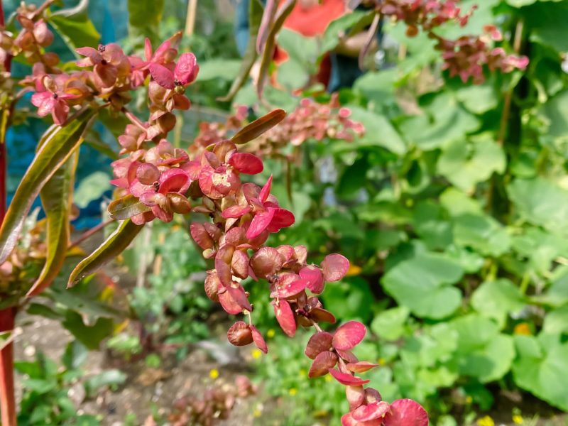 CRANBROOK COMMUNITY FOOD GARDEN