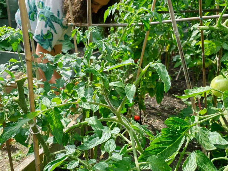 CRANBROOK COMMUNITY FOOD GARDEN
