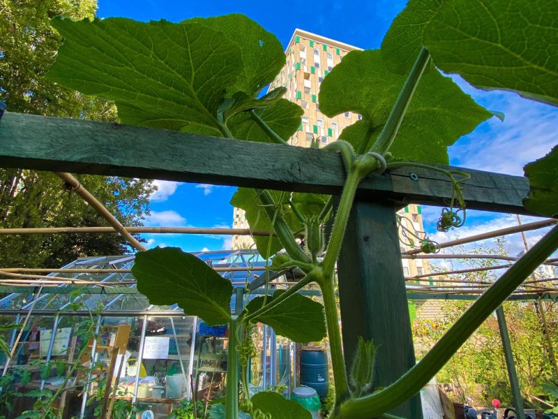 CRANBROOK COMMUNITY FOOD GARDEN