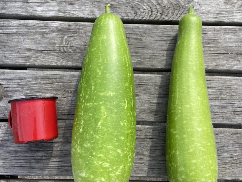 Kodu next to jar for size comparison